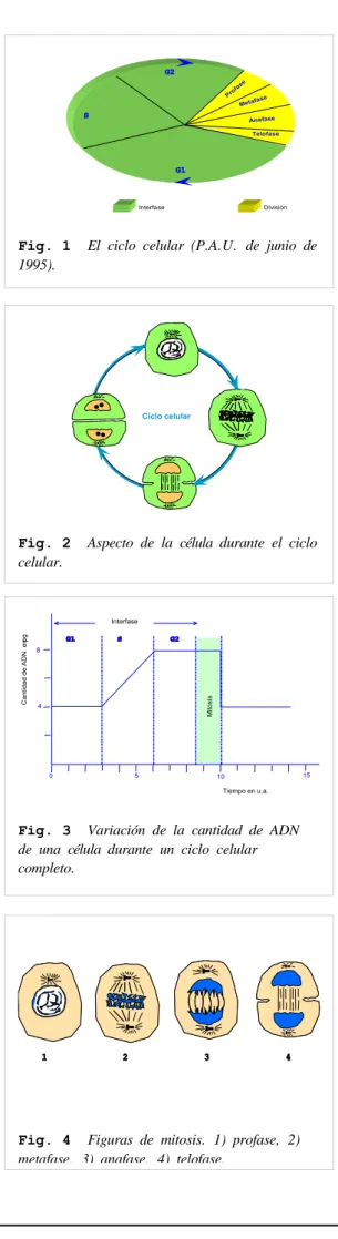 Fig. 1   El  ciclo  celular  (P.A.U.  de  junio  de