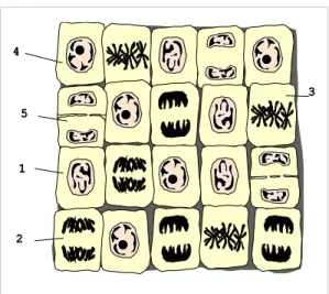 Fig. 5   Células  del  meristemo  de  la  raíz  de