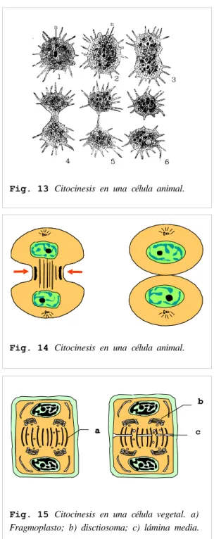 Fig. 14 Citocinesis  en  una  célula  animal.