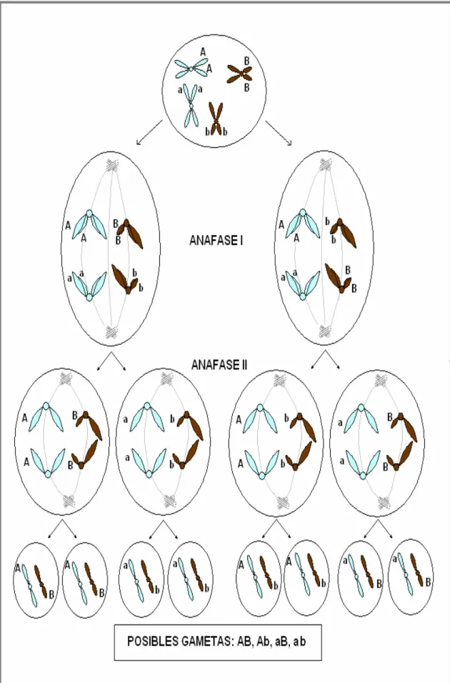 Figura Nº 2: Segregación al azar de los cromosomas homólogos en la ANAFASE I 