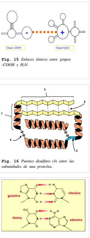 Fig. 16 Puentes  disulfuro  (4)  entre  las