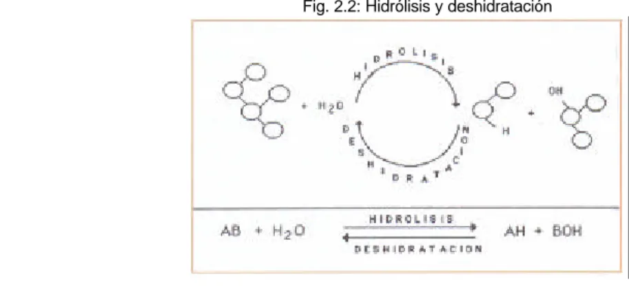 Fig. 2.2: Hidrólisis y deshidratación 