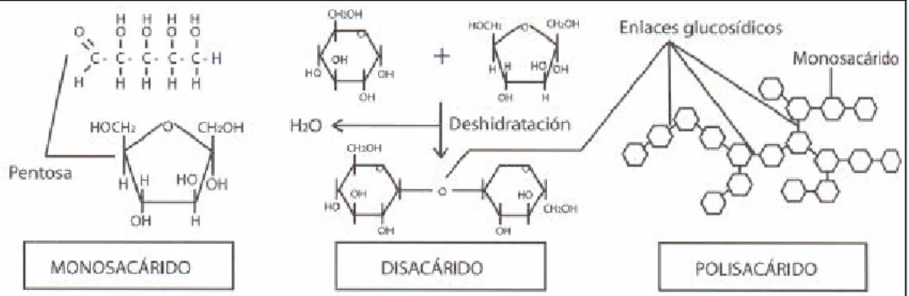 Fig 2.8: Carbohidratos. 