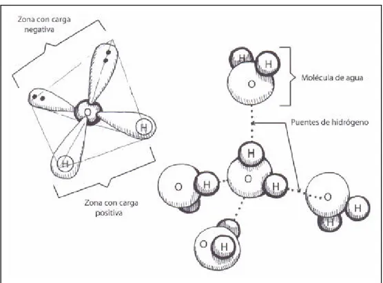 Fig. 2.3: La molécula de agua y los puentes de hidrógeno. 