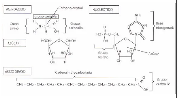 Fig. 2.6: Las cuatro familias de biomoléculas y sus unidades fundamentales. 