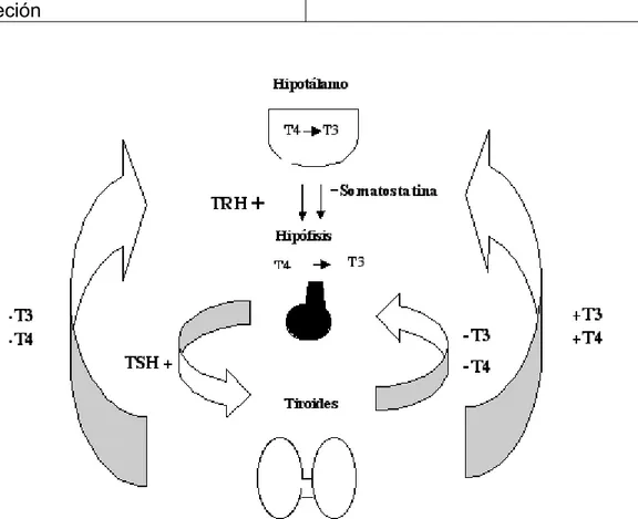 Figura   2.  Eje   Hipotálamo   -Hipófisis-   Tiroides.   La   hormona   hipotalámica   liberadora   de tirotropina, TRH, estimula la secreción hipofisiaria de tirotropina, TSH, la cual a su vez estimula la secreción de tiroxina, T4, y triyodotironina, T3,