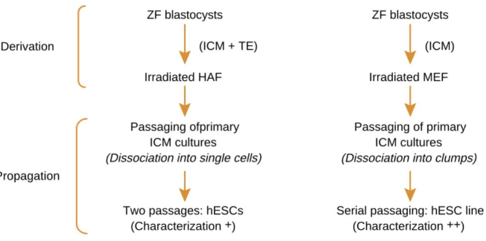 Figure 1. Isolation of hESCs by Bongso et al 9,10 (left) and Thomson et al 12 (right).