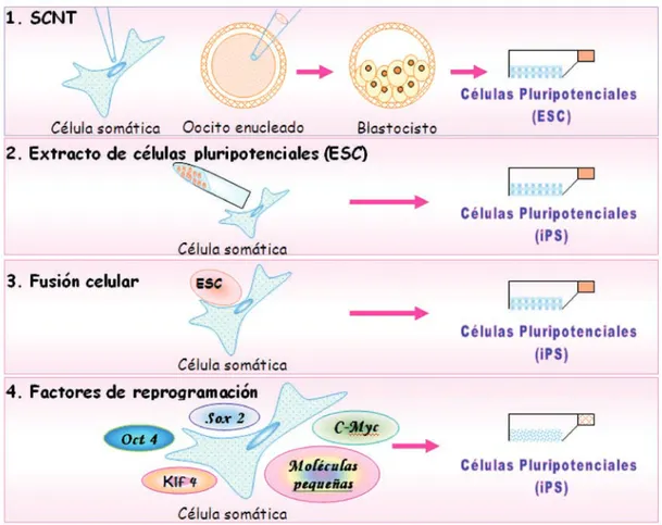 FIGURA 1. Métodos para la reprogramación de células somáticas