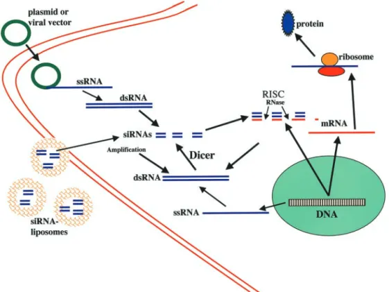 FIG. 1. Pathways of RNAi. Cells produce single-stranded RNA (ssRNA), which provide a template for the formation of dsRNA, which involves the activity of RNA-dependent RNA polymerases