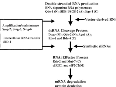 FIG. 2. Proteins involved in the process of RNAi. The production of dsRNA from a single-stranded RNA (ssRNA) template is mediated by RNA-dependent RNA polymerases such as Ode-1, SDE-1, and Ego-1