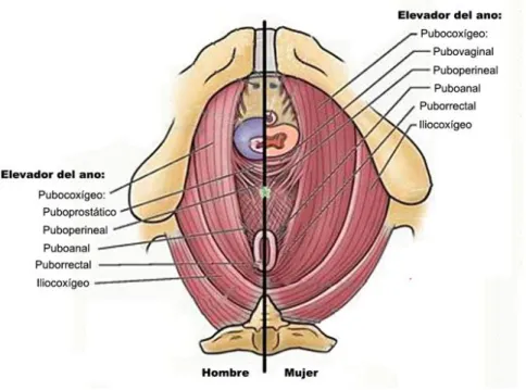 Figura 6: Músculo elevador del ano en el hombre y en la mujer. Anatomía con orientación  clínica, 2007 2
