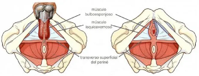 Figura 7: Periné masculino y femenino.  http://www.escuelaenmovimiento.com/el-suelo-pelvico- http://www.escuelaenmovimiento.com/el-suelo-pelvico-como-base-de-nuestra-salud-global/