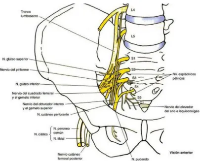 Figura 13: Distribución de las líneas de fuerza desde columna vertebral a extremidad  inferior