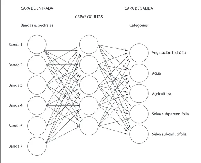 Figura 3. Red neural perceptrón multicapa para clasificar una imagen multiespectral de siete bandas en cinco categorías.CAPA DE ENTRADABandas espectralesBanda 1Vegetación hidrófilaAguaAgriculturaSelva subperennifoliaSelva subcaducifoliaBanda 2Banda 3Banda 