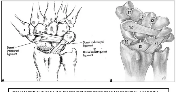 Figura 12: Ligamentos dorsales del carpo. 