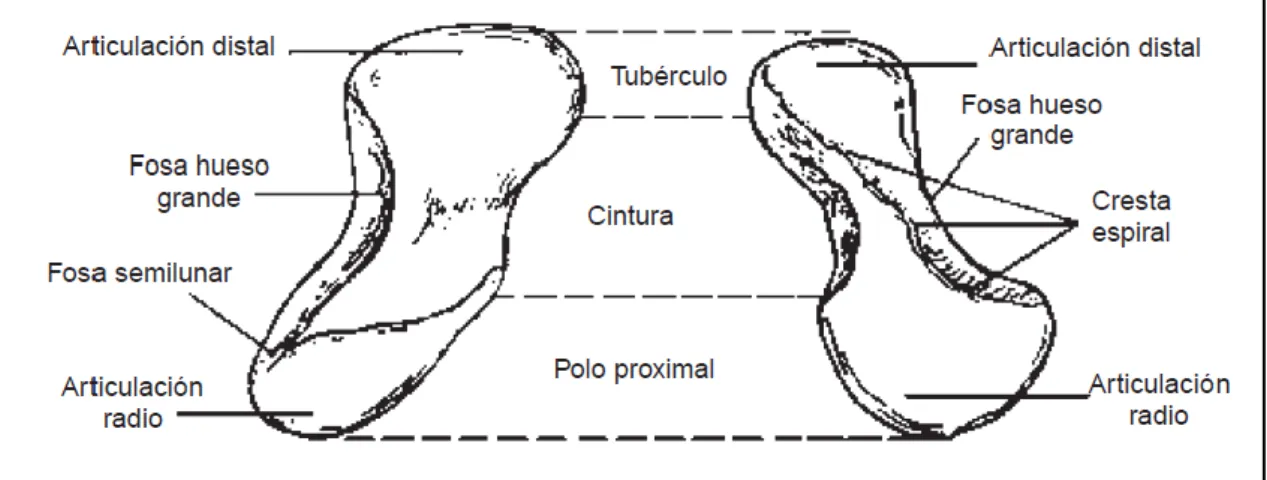 Figura 16: Morfología del escafoides. 