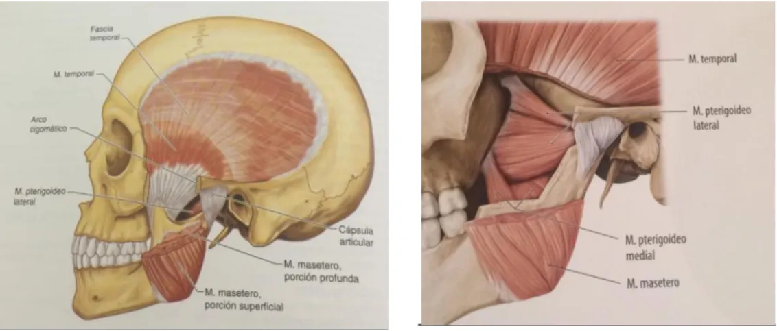 Figura 4. Músculos masticatorios superficiales 16  (izq.) y profundos 10   (der.). 