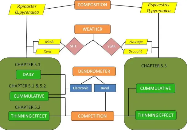 Figure 6. Thesis workflow process to evaluate species temporal complementarity and thinning response based on intra- intra-annual radial variation of pine-oak mixed forest