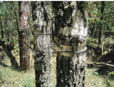 Figure 7. Band dendrometer installed in maritime pine-oak mixed forest stands 