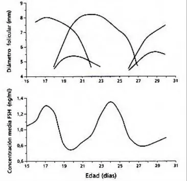 Figura 3. Representación esquemática de los patrones de crecimiento de los folículos dominantes y subordinados  mayores y las concentraciones asociadas de FSH en terneras entre los 15 a 30 días de edad (29)