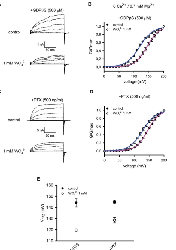 Fig 2. Tungstate-mediated activation of BK αβ 1 channels is independent of G proteins