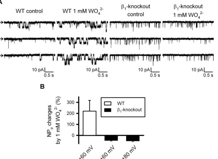 Fig 4. Tungstate-induced increase in the open probability of BK channels endogenously expressed in freshly isolated vascular myocytes requires the BK channel β 1 subunit