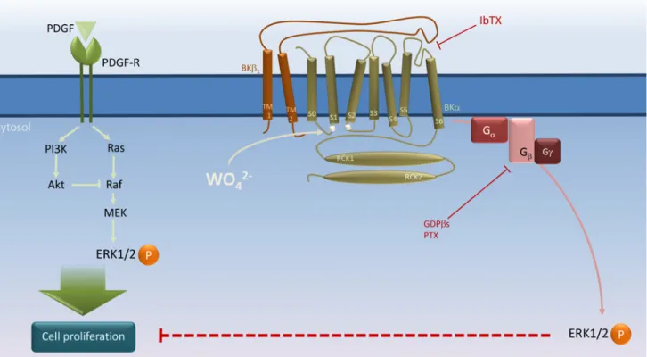 Fig 6. Schematic representation of BK αβ 1 channel ’s role in tungstate-induced, G i protein-mediated ERK phosphorylation and its interaction with PDGF-stimulated cell proliferation in human vascular smooth muscle