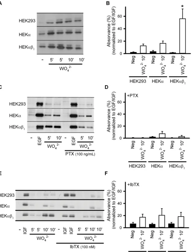 Fig 1. BK αβ 1 channels potentiate tungstate-induced ERK1/2 phosphorylation in a G i/o protein-dependent manner