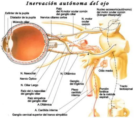 Figura 2. Sistema autónomo de inervación del ojo. Fuente: adaptación de Frank H. Netter (34) 