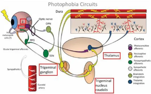 Figura  5.  Circuito  2  de  la  fotofobia.  Las  CGRIF    (ipRGCs  en  la  figura)  proyectan  directamente  a  las  neuronas talámicas (flecha azul) que también reciben la señal aferente nociceptiva intracraneal (flecha  amarillo)  de  las  neuronas  en 
