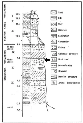 Figure 2. Stratigraphic profile showing the location of the skull  of Panochthus cf. subintermedius (MLP 84-IX-2-11)