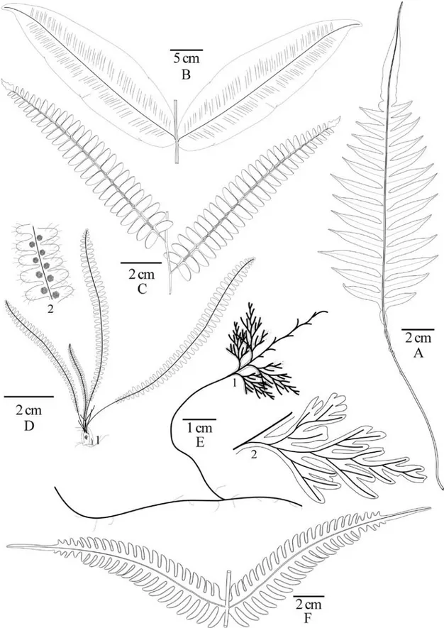 Figura 3. Nuevos registros de Tabasco. A, Blechnum divergens. B, Hemidictyum marginatum