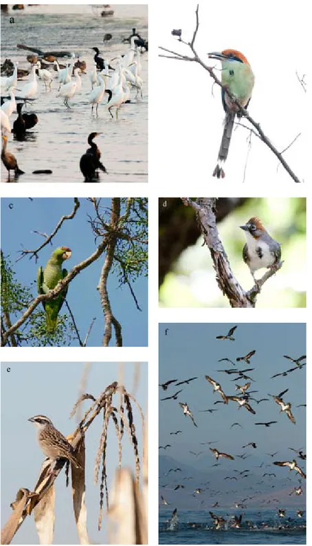 Figura 12. Aves mexicanas representativas de la gran diversidad del taxón en México: a, agrupamiento de aves acuáticas residentes  y  migratorias