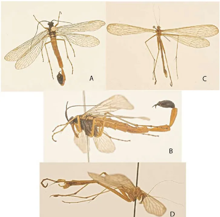 Figura 1. Hábito de Mecoptera. A), Panorpa sp. (macho), dorsal; B), Panorpa sp., macho, lateral; C), Bittacus sp