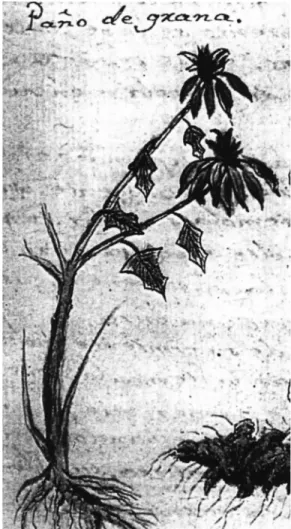 Figura 4. Ilustración botánica de nochebuena descrita como Poinsettia pul-