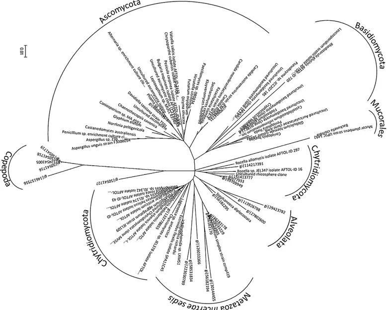 Figure 1. Reconstructed phylogram of reference sequences including supporting environmental sequences and other metazoa (Alveolata, Eccrinales, Ichtryosporeae and Choanoflagellida) indicating the taxonomic classification of the organisms
