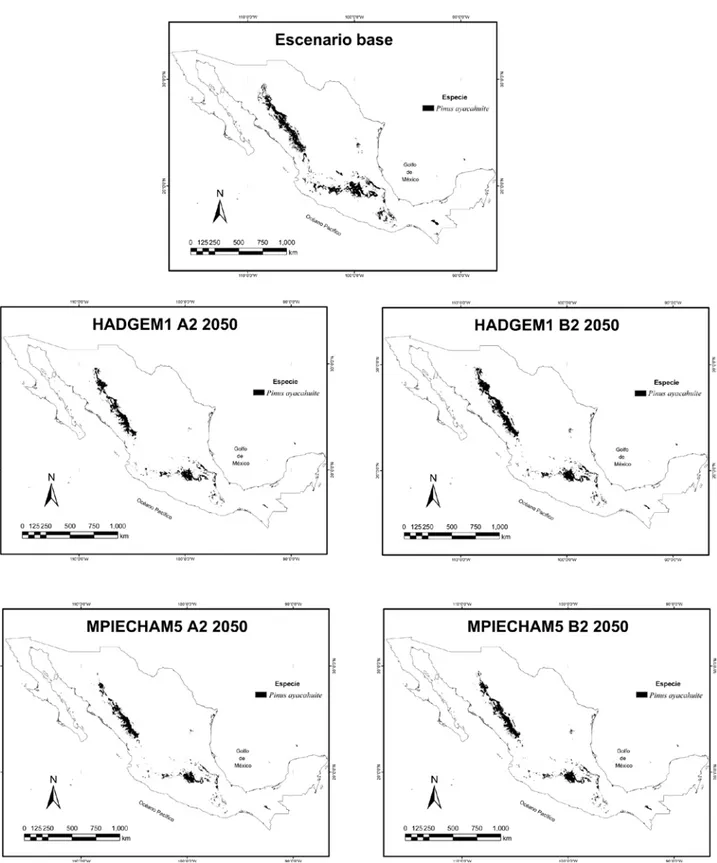 Figura 1. Mapas de distribución potencial de Pinus ayacahuite para el escenario base y 2 modelos de circulación general (MPIECHAM5 