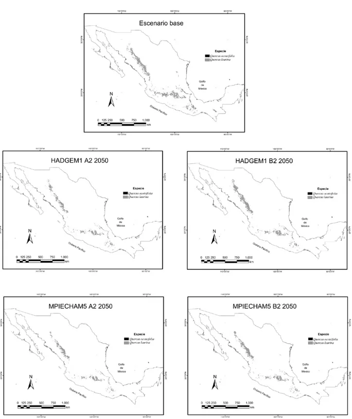Figura 3. Mapas de distribución potencial de Quercus ocoteifolia (negro) y Q. laurina (gris) para el escenario base y 2 modelos de 
