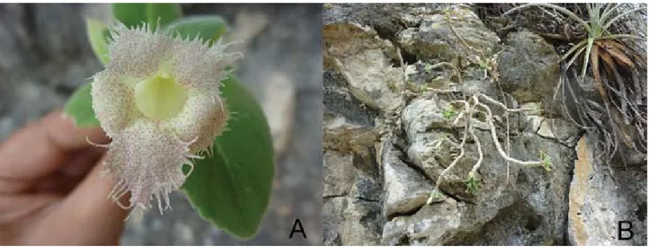 Figura 2. A, flor de Alsobia chiapensis; B, hábitat de un individuo adulto de A. chiapensis en la localidad tipo