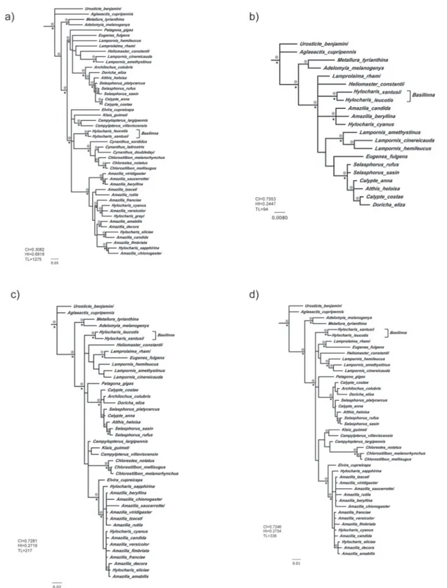 Figure  1.  Phylogenetic  relationships  among  Hylocharis  hummingbirds  as  inferred  using  Bayesian  methods  and  the  evolutionary  models indicated in Results