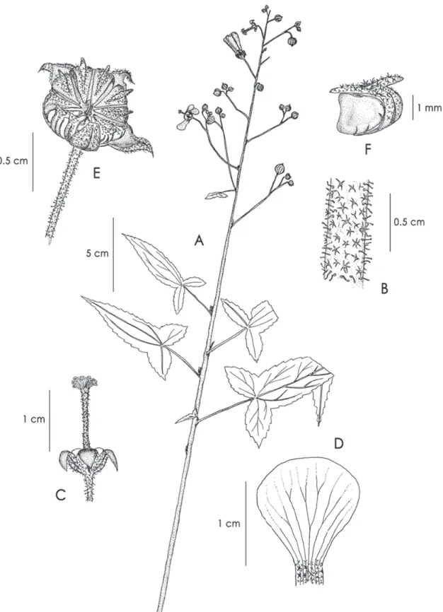 Figura 1. Anoda reflexa sp. nov. A, hábito; B, pubescencia en tallo; C, flor con la corola retirada; D, pétalo con 