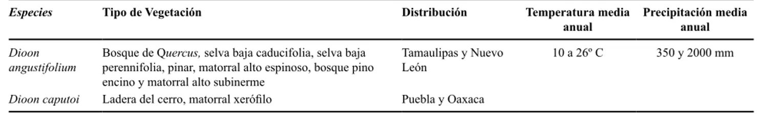 Tabla 5. Especies de cicadales actuales con áreas foliares de la categoría Microfila II