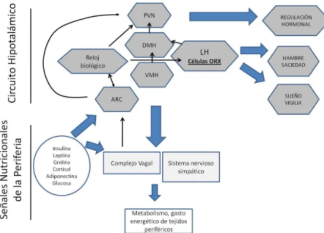 Figura 1 Circuito cerebral para la regulación homeostática de la conducta de alimentación 