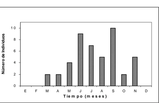 Figura 2. Patrón de actividad de Spermophilus perotensis en Perote, Veracruz. Nótese la ausencia de actividad en el periodo de hibernación de finales de noviembre a febrero.