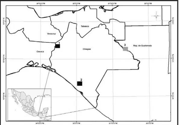 Figura 2. Registros de Micronycteris schmidtorum en Chiapas, México. 1: Selva El Ocote; 2: Mapastepec (dos registros nuevos)  y  3: Registro anterior.