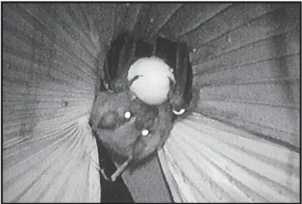 Figura 3. Imagen de una grabación infrarroja de un macho marcado consumiendo un fruto de Psidium guajava.