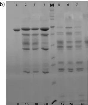 Figure 2. SDS-PAGE electrophoresis of the proteolytic ELRs: a) GTAR-ELR, b) DRIR-ELR. 