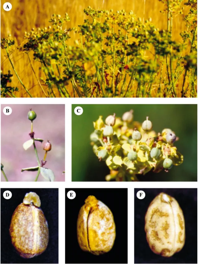 Fig. 1. Fruits and seeds of Euphorbia boetica and E. nicaeensis. (A) Aspect of E. boetica plant with numerous ripe capsules