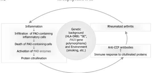 FIGURE 3 Probable role of anti-CCP antibodies in the pathogenesis of RA. Citrullination can occur dur- dur-ing inflammation