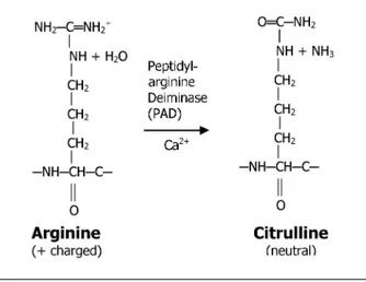 FIGURE 1 The enzymatic conversion of protein-bound arginine to citrulline. Citrullination is the post- post-translational modification of protein-bound arginine into the non-standard amino acid citrulline by a specific enzyme, PAD, in the presence of suffi